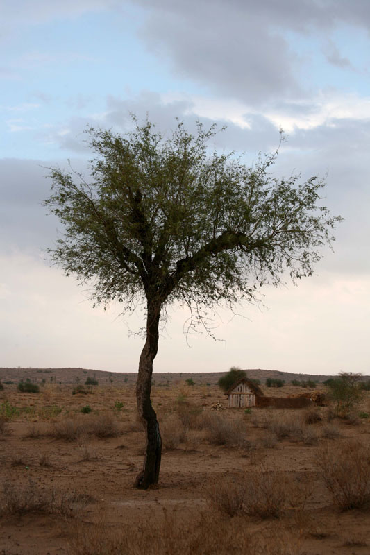 La Forêt des 29 - L'arbre qui allaite le monde - Photo 9